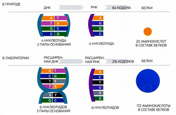 Две новые буквы