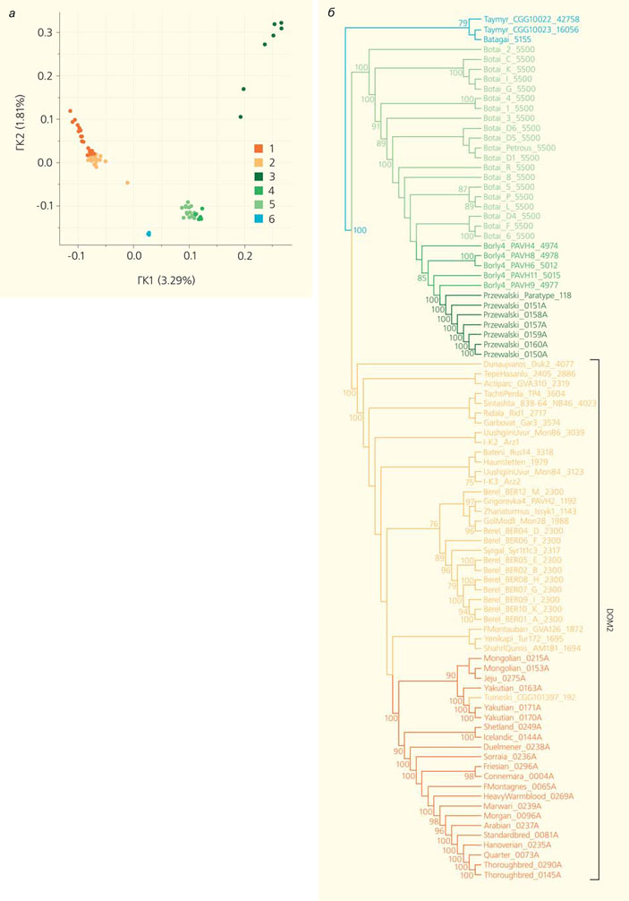 Рис. 2. Результаты сравнения геномов лошадей («Природа» №7, 2018)