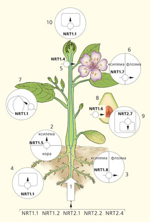 Рис. 1. Локализация транспортеров и их участие в переносе нитрата в органах растения («Природа» №4, 2018)