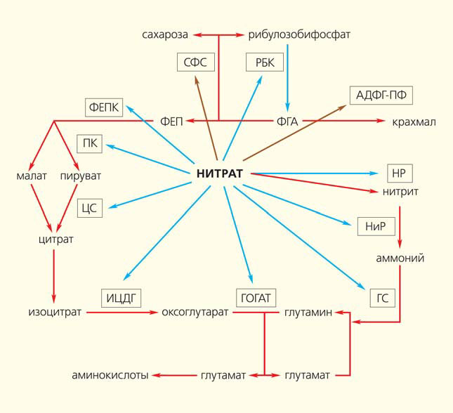 Рис. 2. Действие нитрата на первичный метаболизм («Природа» №4, 2018)