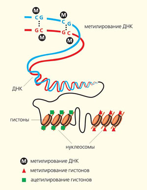 Схема основных эпигенетических изменений в опухолевой клетке — метилирования ДНК и ацетилирования гистонов («Природа» №4, 2014)