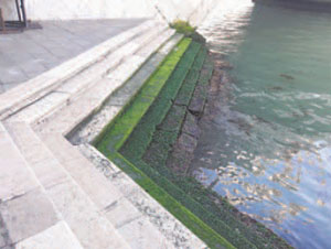 Рис. 2. Ступеньки набережной, спускающиеся к воде и заросшие плотным ковром водорослей («Квант» №7, 2018) 