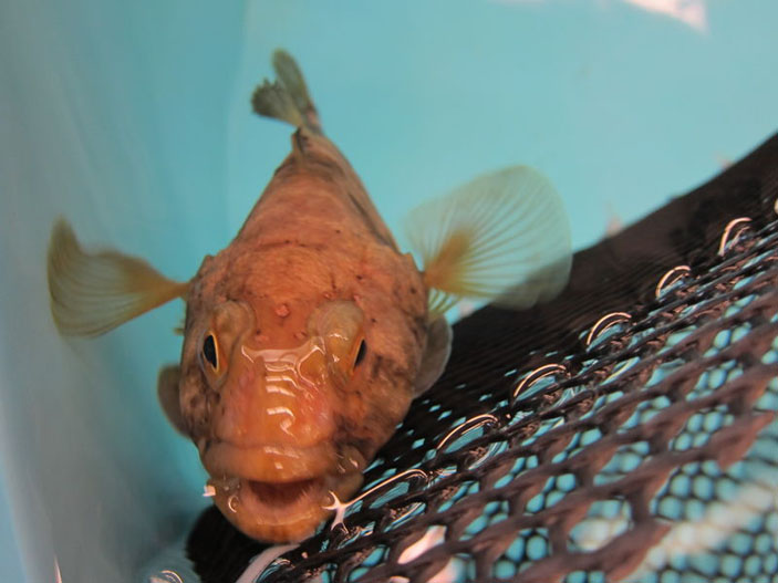 Рис. 2. Трематома-пестряк (Trematomus bernacchii). Фото: kestrel360 (flickr.com). («Химия и жизнь» №12, 2016) 