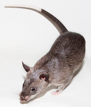 Гамбийская хомяковая крыса может весить до полутора килограммов и умеет находить по запаху мины в зоне конфликта или туберкулез в образцах мокроты. Фото: Louis Varley CC BY-SA 4.0 | wikimedia.org  («Химия и жизнь» №6, 2022)