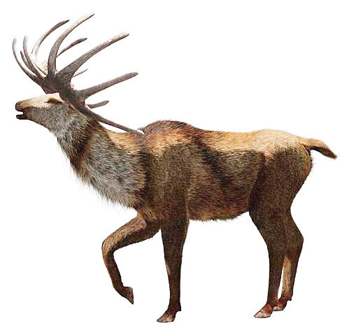 Большерогий олень (Megaloceros giganteus) («Популярная механика» №11, 2017) 