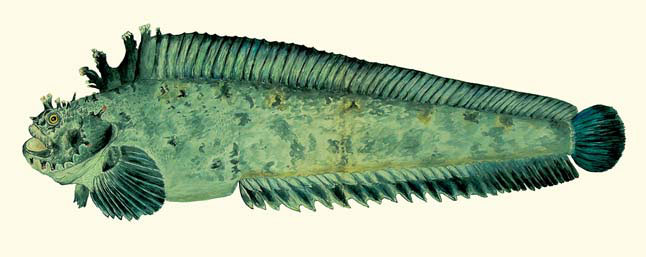 Японская мохнатоголовая собачка (Chirolophis japonicus) («Природа» №7, 2020)