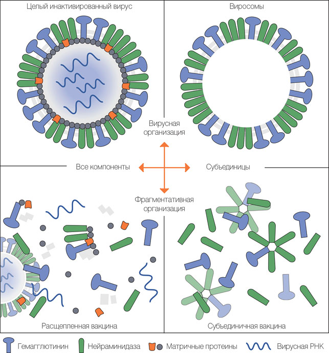 Виды вакцин против гриппа («Коммерсантъ Наука» №1, февраль 2017)