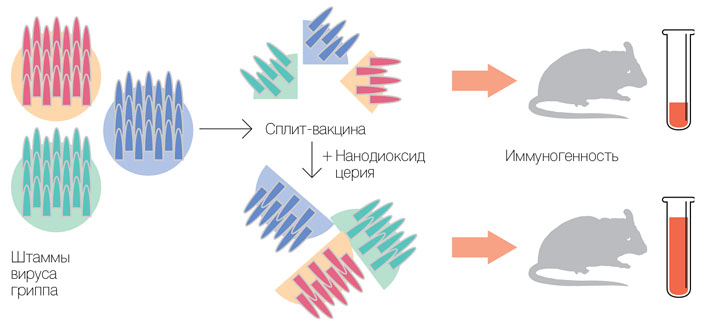 Модификация вакцины наночастицами диоксида церия ведет к формированию более крупных химерных вирусоподобных частиц («Коммерсантъ Наука» №1, февраль 2017)