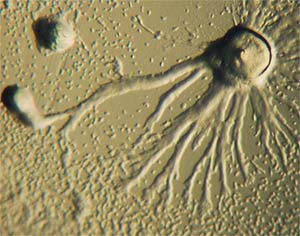 Агрегация одноклеточных амеб слизевика D. discoideum