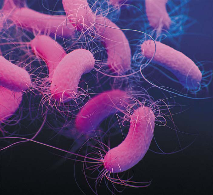 Бактериальные клетки синегнойной палочки (Pseudomonas aeruginosa)