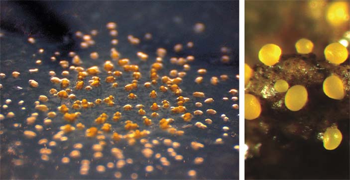 Миксобактерия Myxococcus xanthus