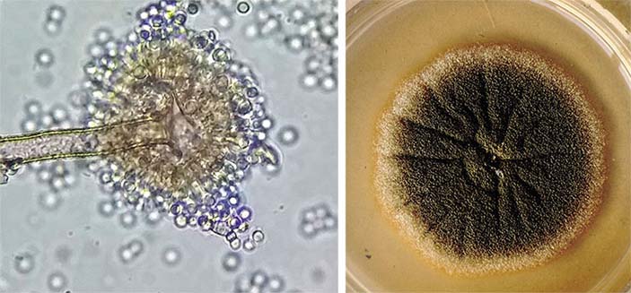 Плесневый гриб аспергилл желтый (Aspergillus flavus)