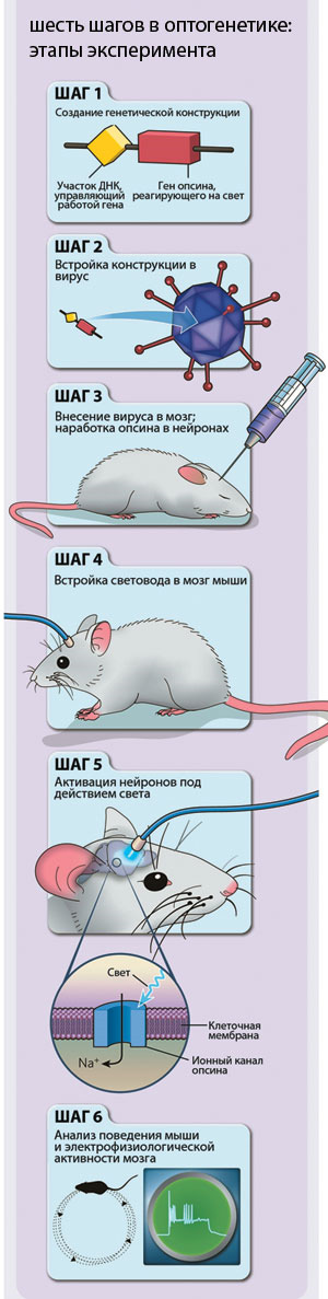 С помощью оптогенетики исследователи могут управлять нейронами, используя свет. Рисунок из статьи Lizzie Buchen// <i>Nature</i>, vol. 465, 6 may 2010