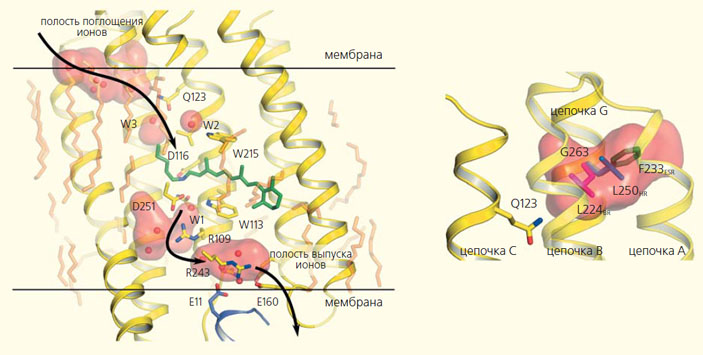 Рис. 3. Структура натриевого насоса KR2 («Природа» №5, 2019)