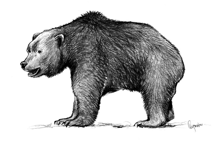 Ursus rossicus