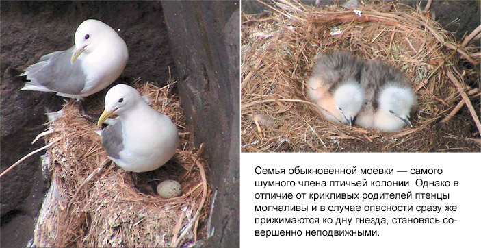 Семья обыкновенной моевки — самого шумного члена птичьей колонии. Однако в отличие от крикливых родителей птенцы молчаливы и в случае опасности сразу же прижимаются ко дну гнезда, становясь совершенно неподвижными («Природа» №6, 2008 г.)
