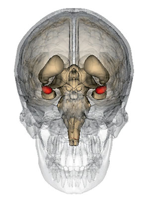 Миндалевидное тело. Рисунок: Anatomography / <i>Life Science Databases</i> / CC-BY-SA-2.1 («Наука и жизнь» №1, 2018)