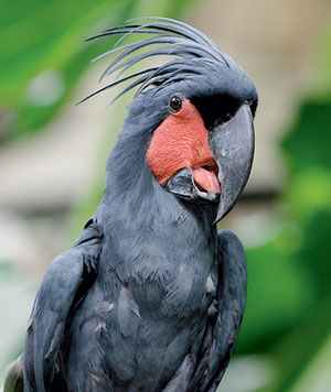 Чёрный какаду. Фото: Doug Janson / <i>Wikimedia Commons</i> / CC BY-SA 3.0  («Наука и жизнь» №1, 2018)