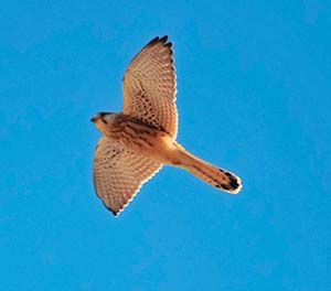 Обыкновенная пустельга