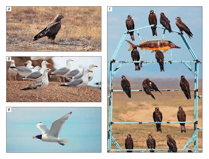 На желтых пеструшек охотятся разные птицы