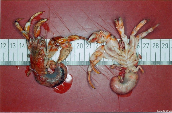 Голые раки-отшельники. С сайта www.marinespecies.org