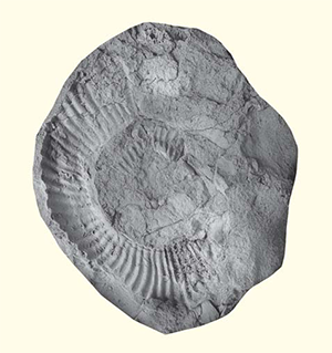 Аммонит Tropaeum