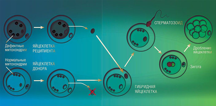 При &laquo;создании&raquo; новой яйцеклетки от двух матерей использовалась технология &laquo;перенос материнского веретена деления&raquo; («Наука из первых рук» №1(73), 2017)