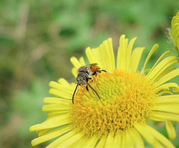 Рис. 1. Пчела Lasioglossum albipes на любимом цветке («Википедия») («ТрВ» №22(266), 06.11.2018)