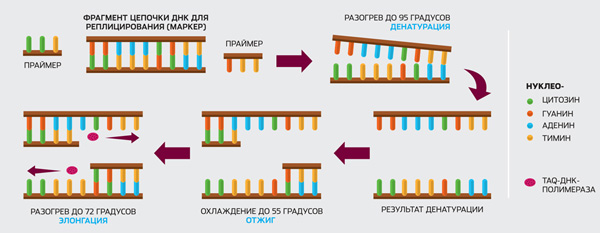<b>Этап первый. Великое размножение маркеров</b><br> Схема полимеразной цепной реакции показывает основные этапы многократного копирования интересующего участка ДНК (маркера). На этапе денатурации под воздействием нагрева цепочка ДНК распадается на две нити. На этапе отжига при охлаждении к отдельным нитям ДНК присоединяются метки-праймеры. На этапе элонгации фермент полимераза достраивает вторую нить исследуемому участку.