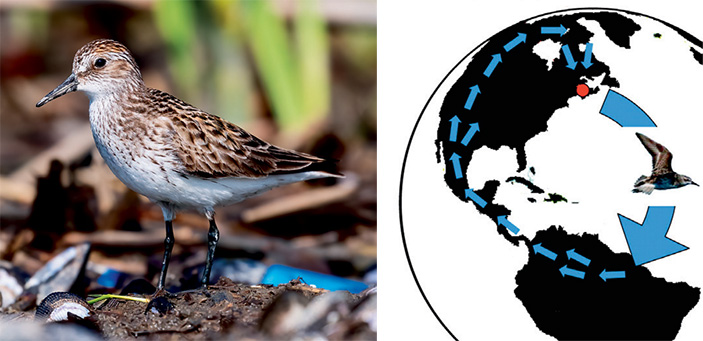 Перелётные птицы и океанские ветры 3