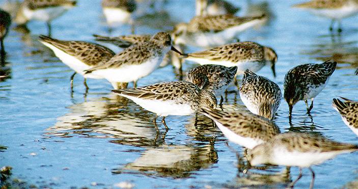 Перелётные птицы и океанские ветры 5