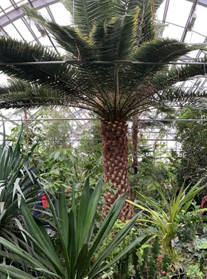 Финиковая пальма в оранжерее («Троицкий вариант» №17, 2021)