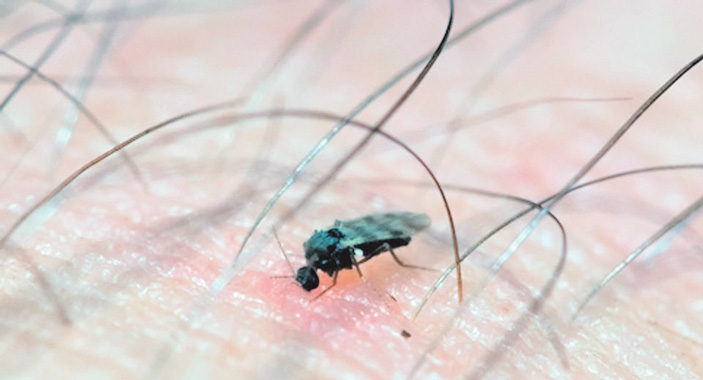 Рис. 4. Самка мокреца  Culicoides кусает человека (фото с сайта diptera.info) («ТрВ» №14(258), 17.07.2018)