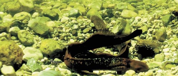 Морские миноги <i>Petromyzon marinus</i>, он и она. Yu-Wen Chung-Davidson et al., «A thermogenic secondary sexual character in male sea lamprey», The Journal of Experimental Biology 2013, 216, 2702–2712, <a href=/"http://jeb.biologists.org/content/216/14/2702" target=_blank>doi:10.1242/jeb.085746</a>