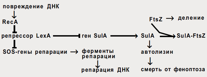 Рис. 1. Поврежденная бактерия, не сумев исправить ошибку, убивает себя