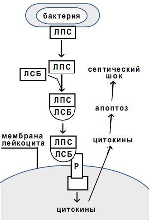Сепсис — массовое самоубийство клеток