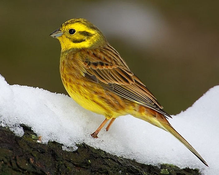 Овсянка обыкновенная (Emberiza citrinella)  («Троицкий вариант» №20, 2019)