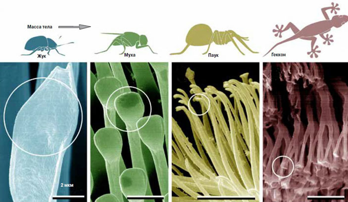 Рис. 2. Адгезивные структуры животных. Изображение: PNAS USA, 2003, 100, 19, 10603–10606 («Химия и жизнь» №12, 2016)
