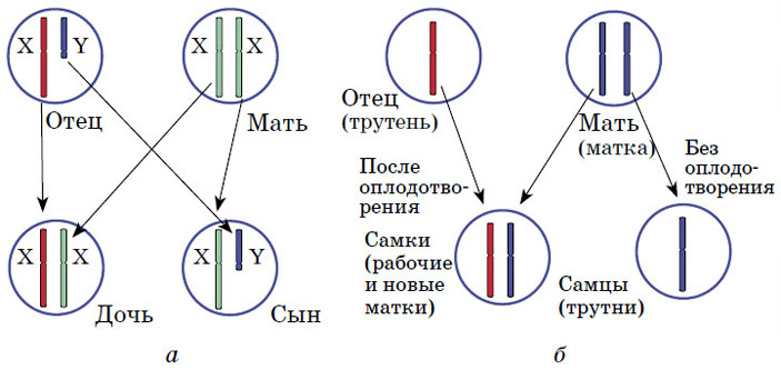 Рис. 1. Схема наследования пола у человека и у пчёл («Квантик» №8, 2016)
