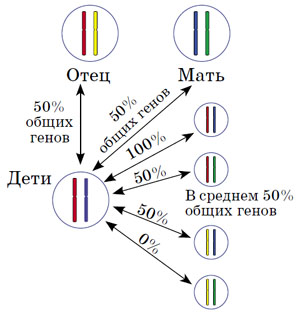 Ребёнок получает половину хромосом матери и половину — отца («Квантик» №8, 2016)