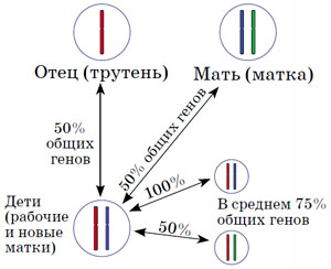 Передача генов у пчёл («Квантик» №8, 2016)