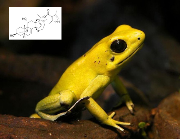 Листолаз ужасный <i>Phyllobates terribilis</i>