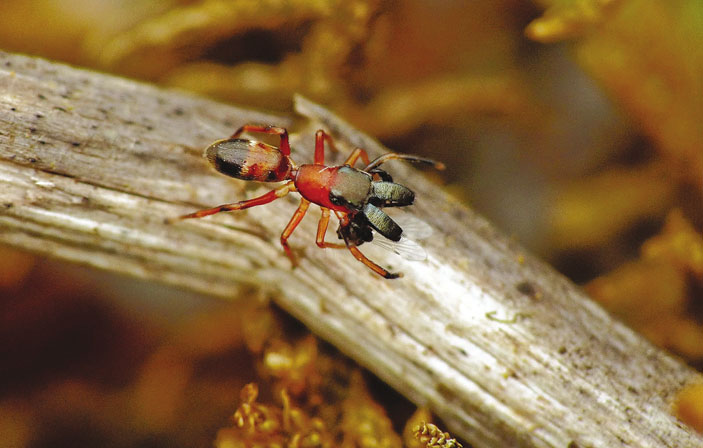 Рис. 1. Паук Myrmarachne formicaria похож на муравья («Троицкий вариант» №4(248), 2018)
