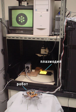 Рис. 9. Биоробот на основе Physarum polycephalum («Химия и жизнь» №4, 2016)