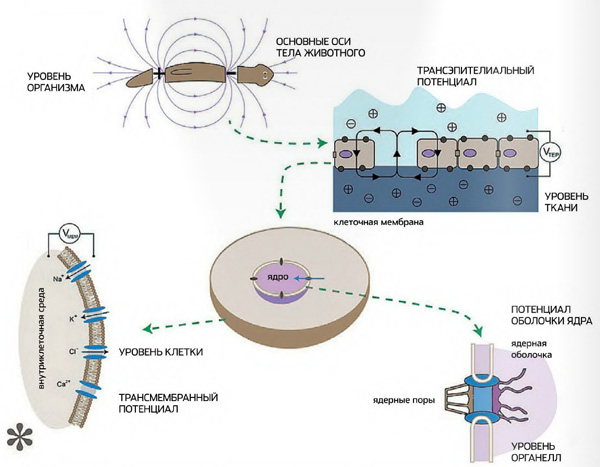 Электрические масштабы