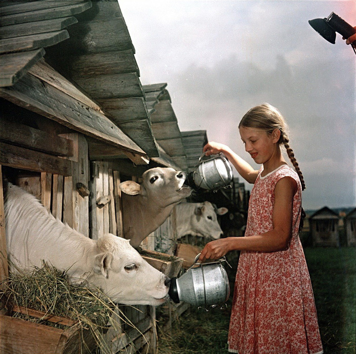 Телячьи ясли в совхозе Караваево (Костромская область, 1957)
