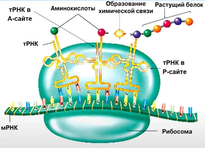 Про ляпы на картинке 1