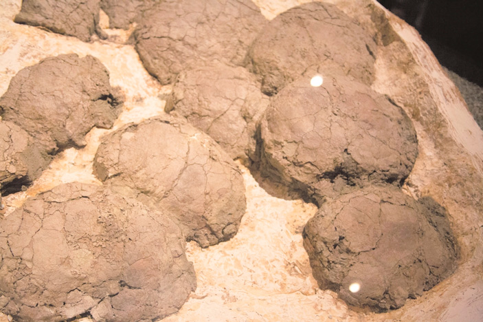 Гнездо  H. stebingeri («Википедия») («ТрВ» №13(257), 03.07.2018)