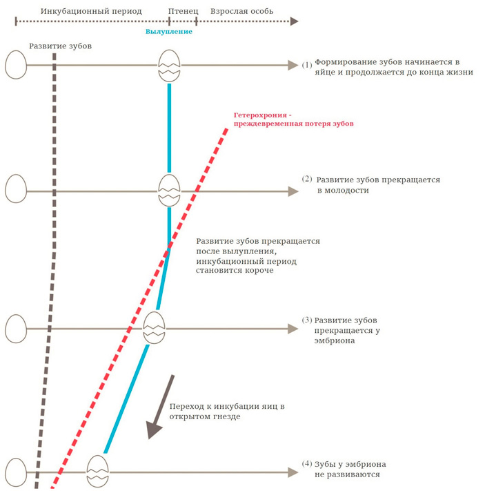 Рис. 1. Переход к беззубости совершался в четыре этапа и привел к существенному укорочению инкубационного периода (Yang T.-R. et al., 2018) («ТрВ» №13(257), 03.07.2018)