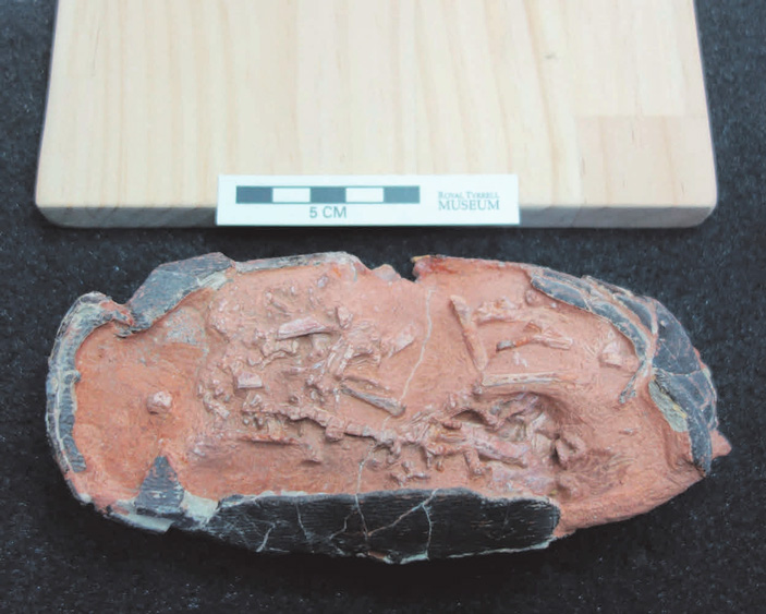 Эмбрион птицетазового динозавра в яйце, поздний мел (изображение с сайта www.uni-bonn.de) («ТрВ» №13(257), 03.07.2018)